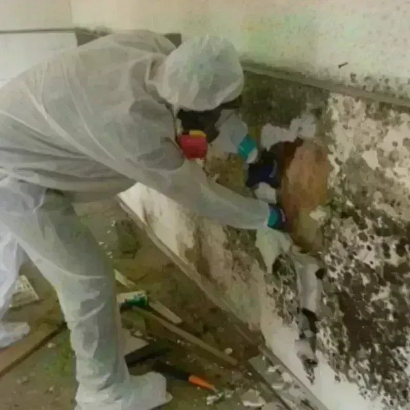 Mold Remediation and Removal in Boone, NC